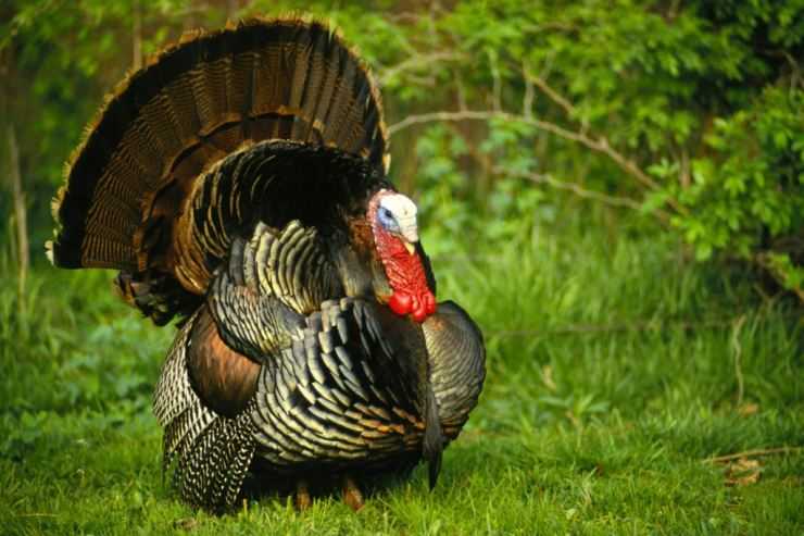 Сколько живут индюки в домашних условия: сроки выращивания