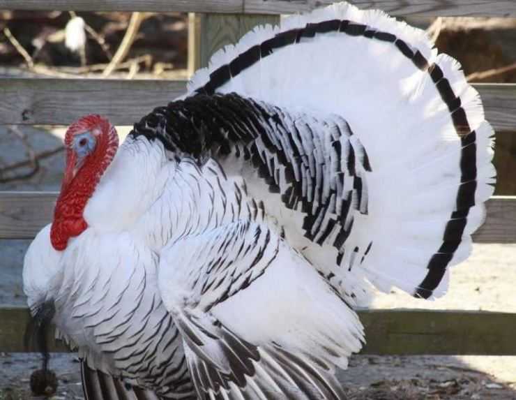 Сколько живут индюки в домашних условия: сроки выращивания