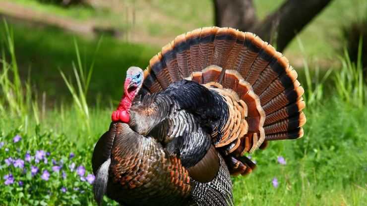 Сколько живут индюки в домашних условия: сроки выращивания