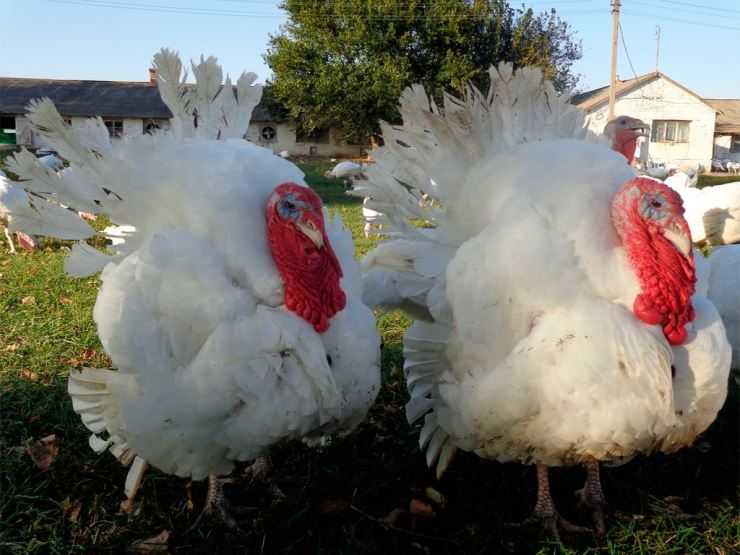 Сколько живут индюки в домашних условия: сроки выращивания