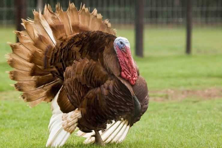 Сколько живут индюки в домашних условия: сроки выращивания