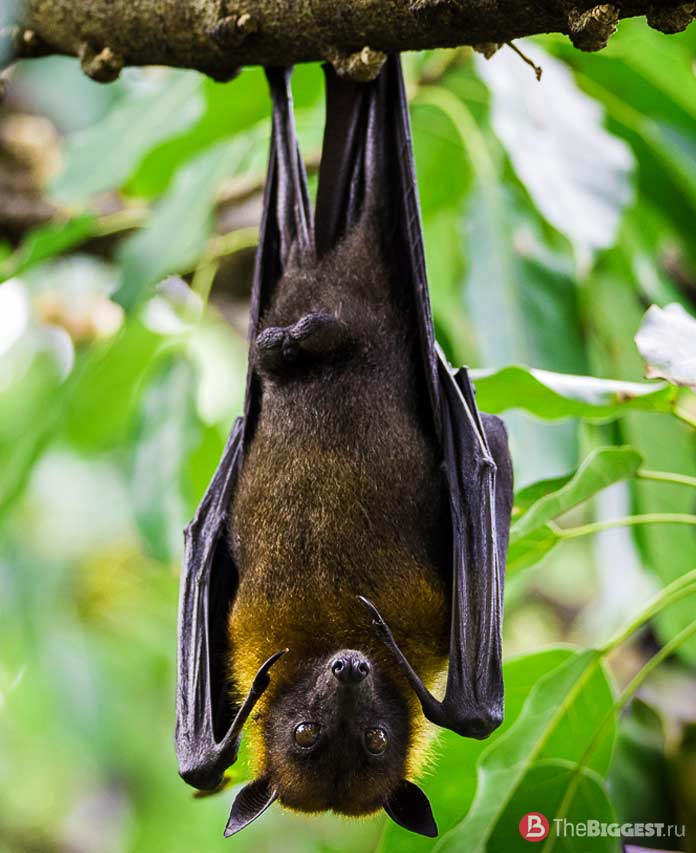Гигантская летучая лисица