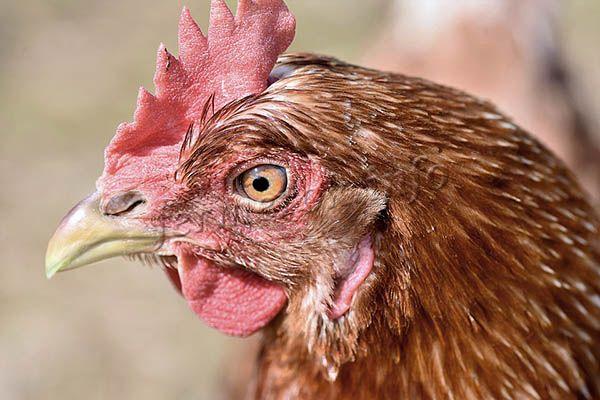 Голова средняя, верхушка маленькая, красная