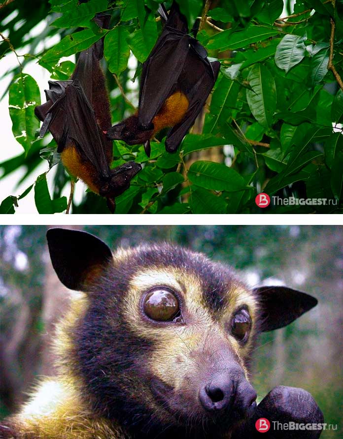 Гривастий ацеродон