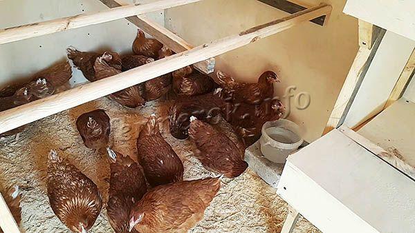 Курятник должен быть сухим, светлым, максимально просторным