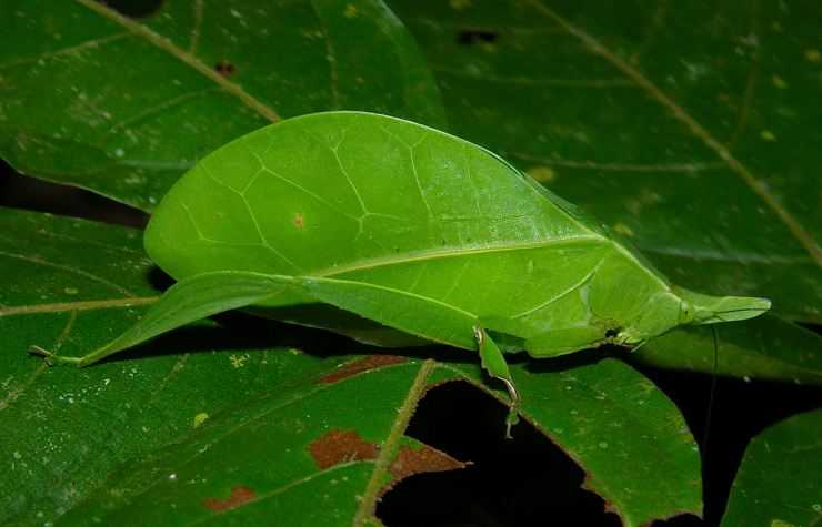 Кузнечик: описание, виды, среда обитания, жизненный цикл особенности прыгучего насекомого