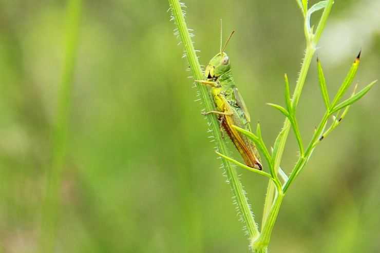 Кузнечик: описание, виды, среда обитания, жизненный цикл особенности прыгучего насекомого