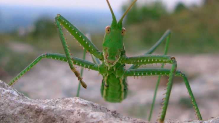 Кузнечик: описание, виды, среда обитания, жизненный цикл особенности прыгучего насекомого