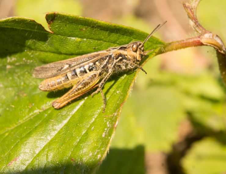 Кузнечик: описание, виды, среда обитания, жизненный цикл особенности прыгучего насекомого