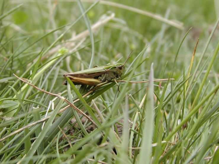 Кузнечик: описание, виды, среда обитания, жизненный цикл особенности прыгучего насекомого