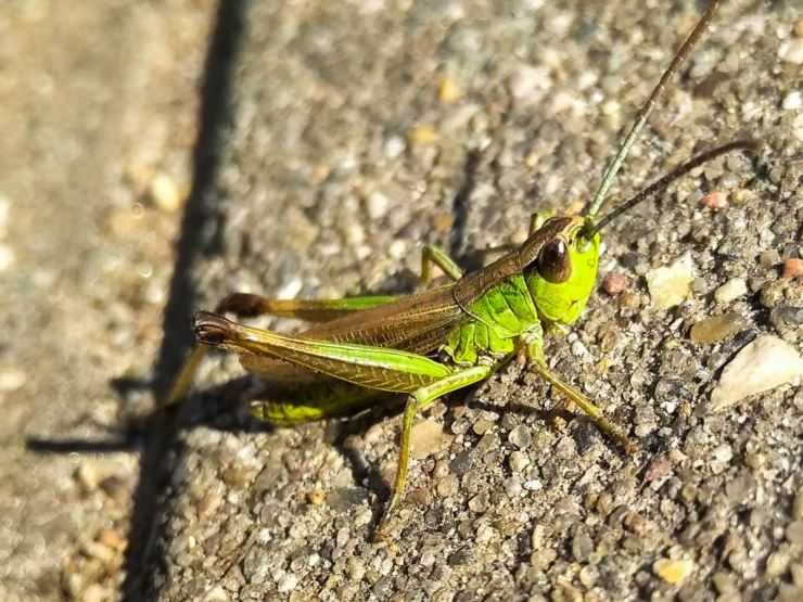 Кузнечик: описание, виды, среда обитания, жизненный цикл особенности прыгучего насекомого