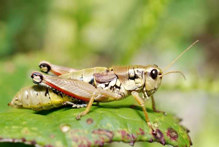 Кузнечик: описание, виды, среда обитания, жизненный цикл особенности прыгучего насекомого