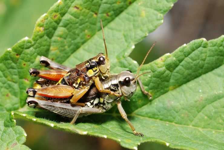 Кузнечик: описание, виды, среда обитания, жизненный цикл особенности прыгучего насекомого