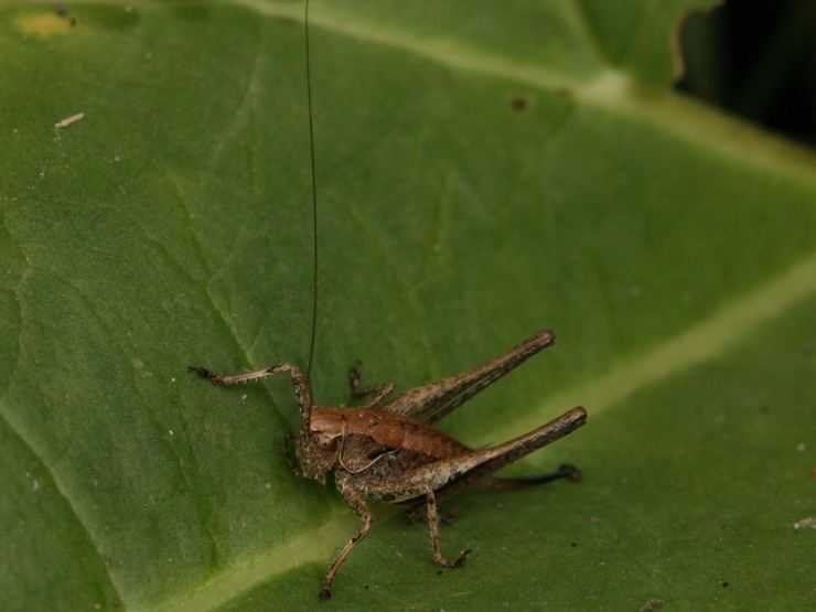 Кузнечик: описание, виды, среда обитания, жизненный цикл особенности прыгучего насекомого