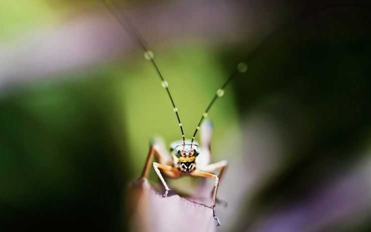 Кузнечик: описание, виды, среда обитания, жизненный цикл особенности прыгучего насекомого