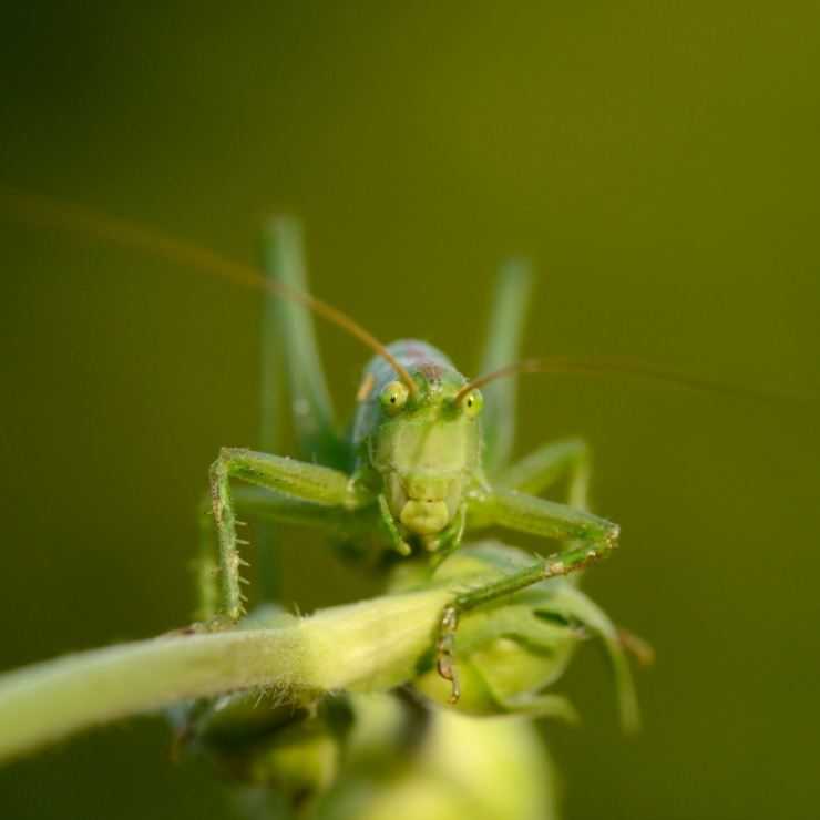Кузнечик: описание, виды, среда обитания, жизненный цикл особенности прыгучего насекомого