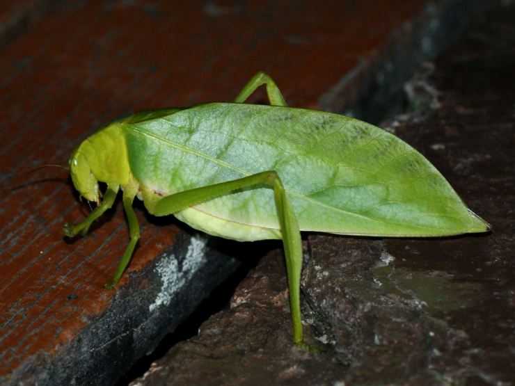 Кузнечик: описание, виды, среда обитания, жизненный цикл особенности прыгучего насекомого