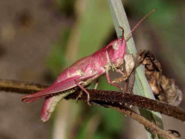 Кузнечик: описание, виды, среда обитания, жизненный цикл особенности прыгучего насекомого