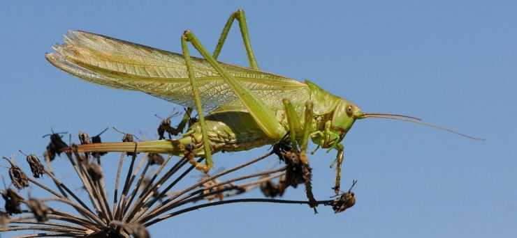 Кузнечик: описание, виды, среда обитания, жизненный цикл особенности прыгучего насекомого