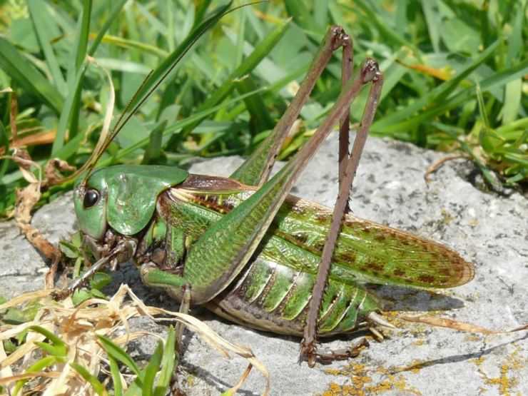 Кузнечик: описание, виды, среда обитания, жизненный цикл особенности прыгучего насекомого