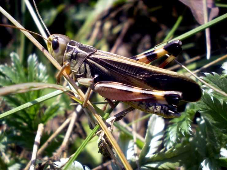 Кузнечик: описание, виды, среда обитания, жизненный цикл особенности прыгучего насекомого