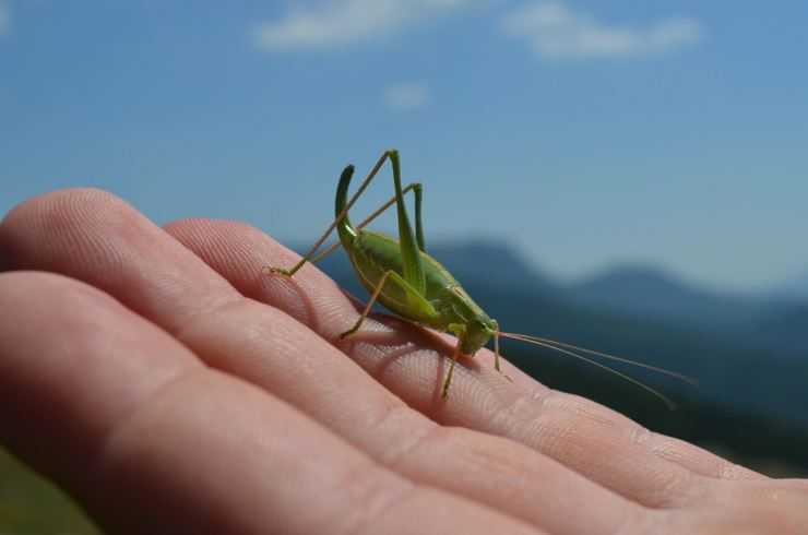 Кузнечик: описание, виды, среда обитания, жизненный цикл особенности прыгучего насекомого