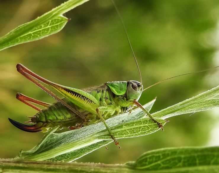 Кузнечик: описание, виды, среда обитания, жизненный цикл особенности прыгучего насекомого
