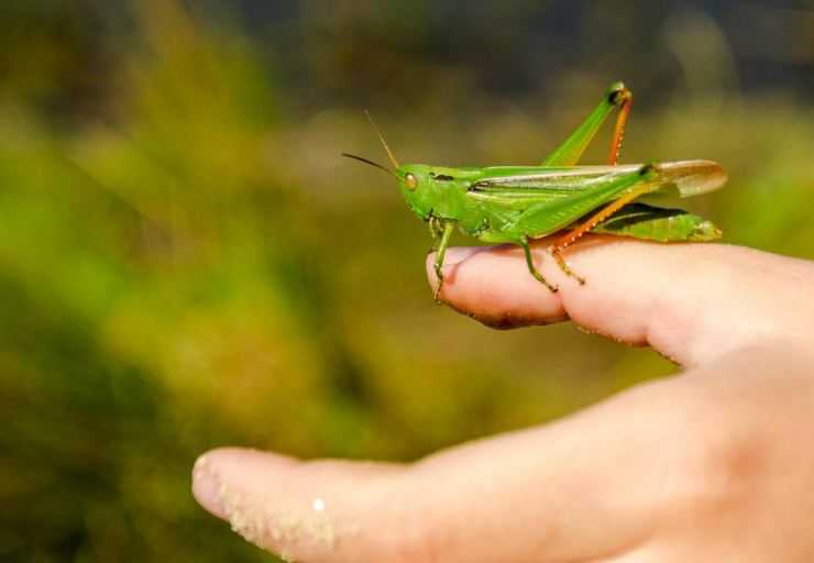 Кузнечик: описание, виды, среда обитания, жизненный цикл особенности прыгучего насекомого