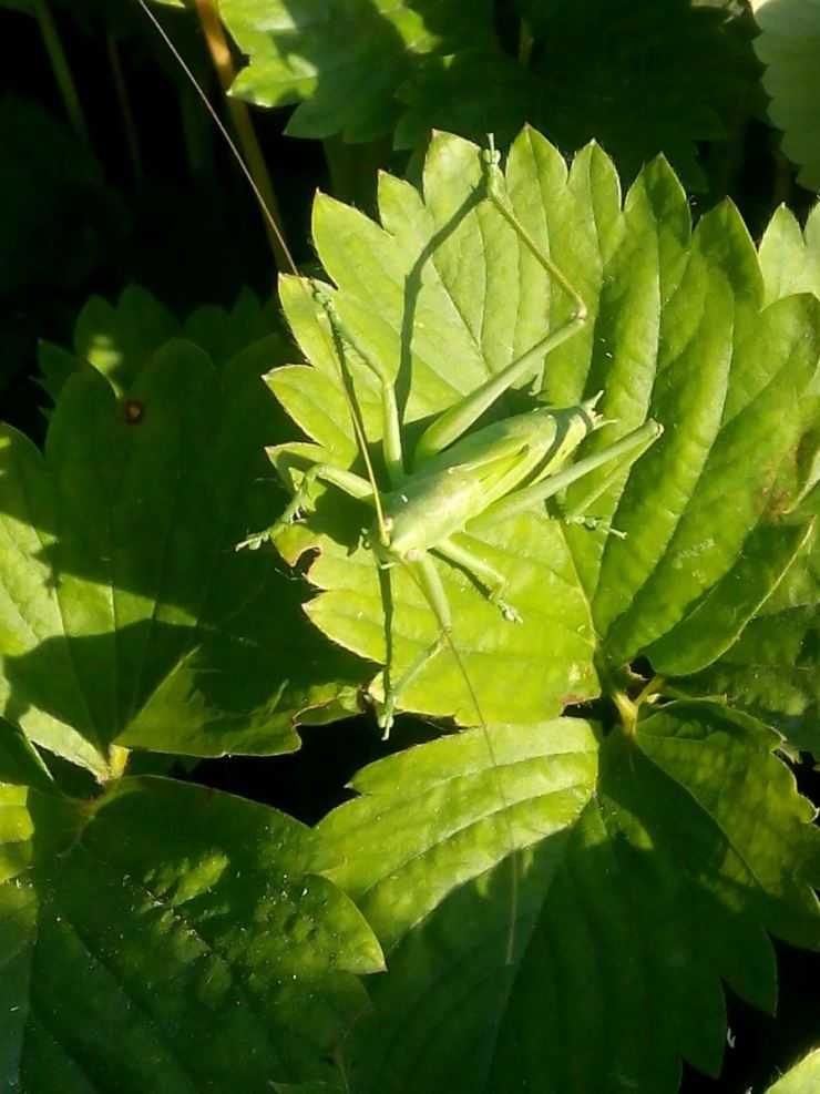 Кузнечик: описание, виды, среда обитания, жизненный цикл особенности прыгучего насекомого