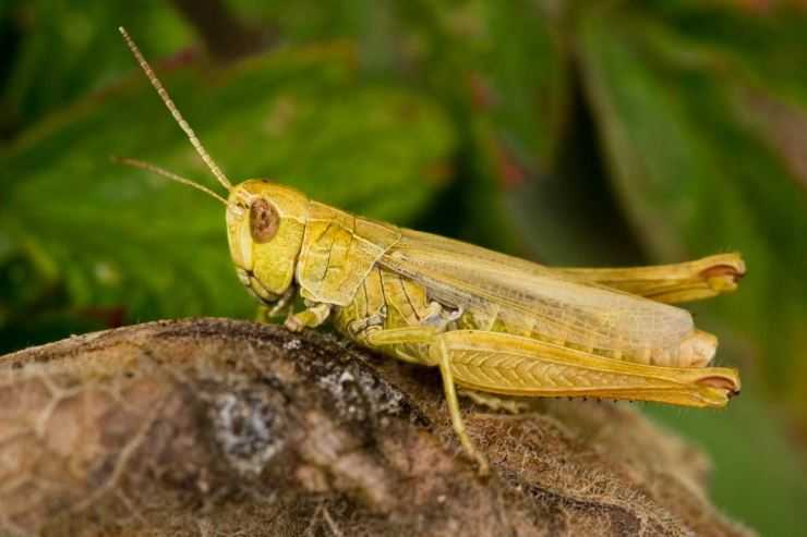 Кузнечик: описание, виды, среда обитания, жизненный цикл особенности прыгучего насекомого