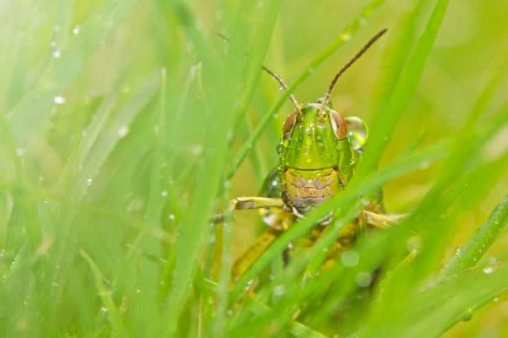 Кузнечик: описание, виды, среда обитания, жизненный цикл особенности прыгучего насекомого