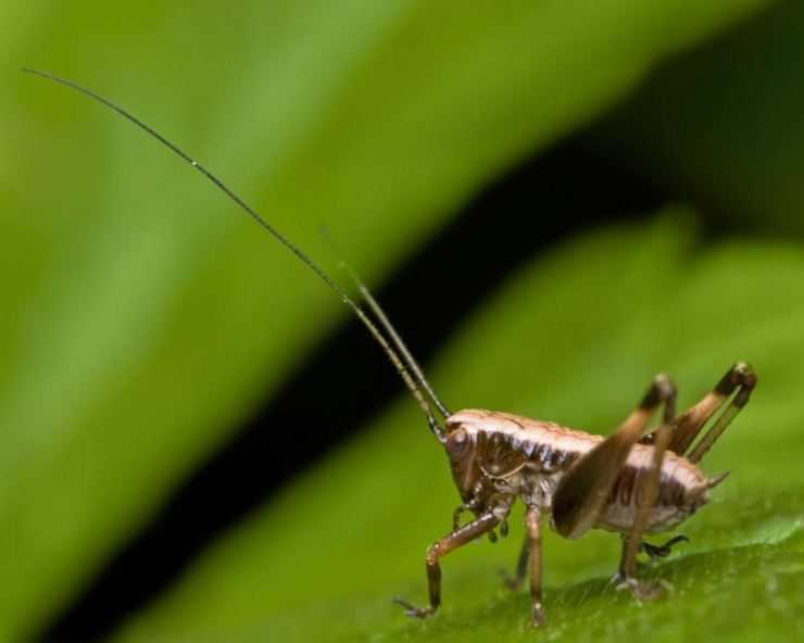 Кузнечик: описание, виды, среда обитания, жизненный цикл особенности прыгучего насекомого