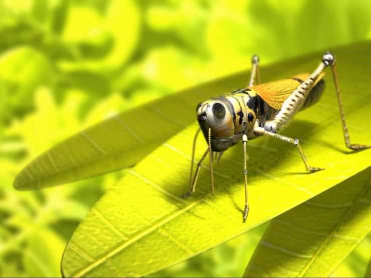 Кузнечик: описание, виды, среда обитания, жизненный цикл особенности прыгучего насекомого