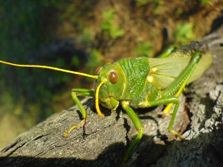 Кузнечик: описание, виды, среда обитания, жизненный цикл особенности прыгучего насекомого