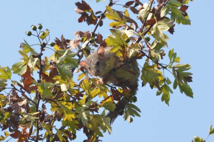 Лесная соня