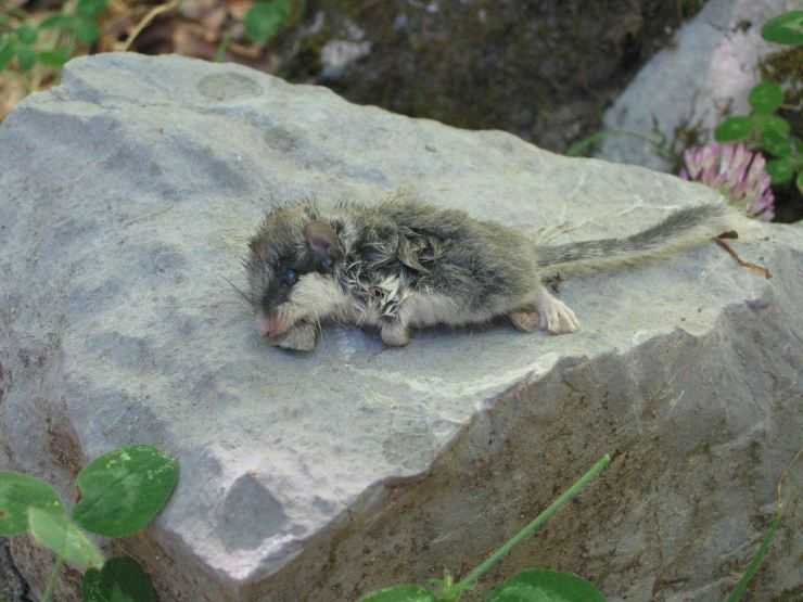 Лесная соня