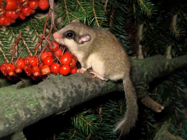 Лесная соня