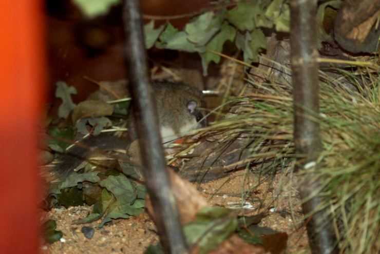 Лесная соня