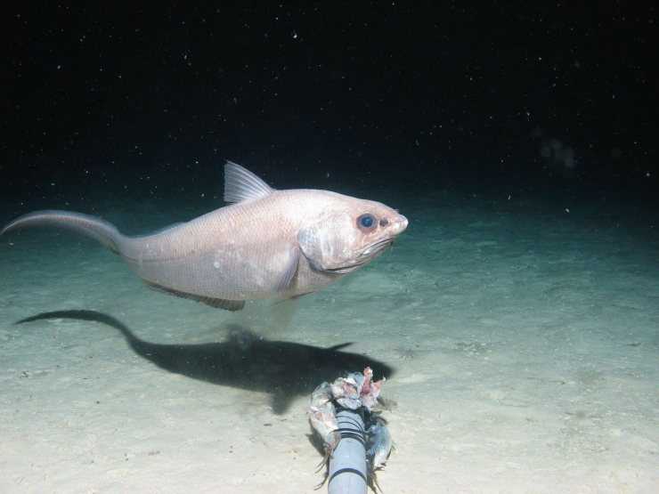 Рыба макрурус: польза и вред, калорийность, описание вида