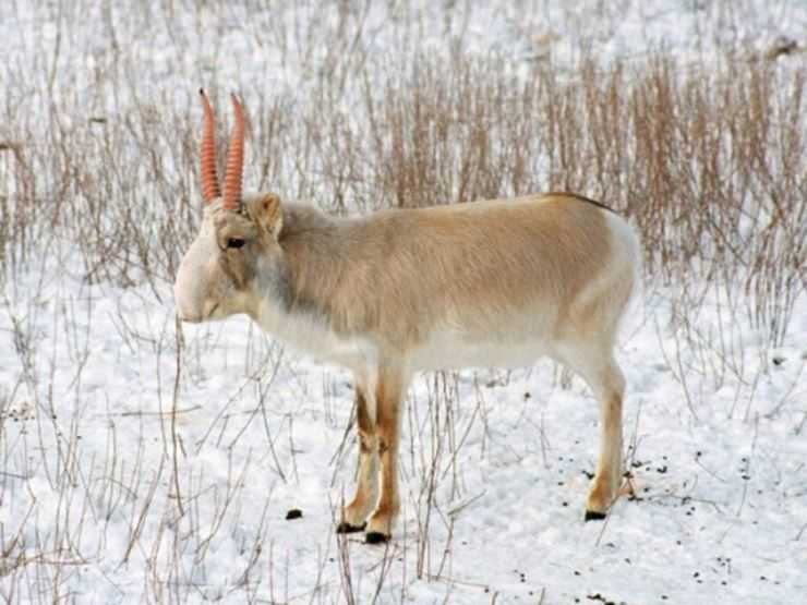 Сайгак: Красная книга, описание, чем питается, ареал