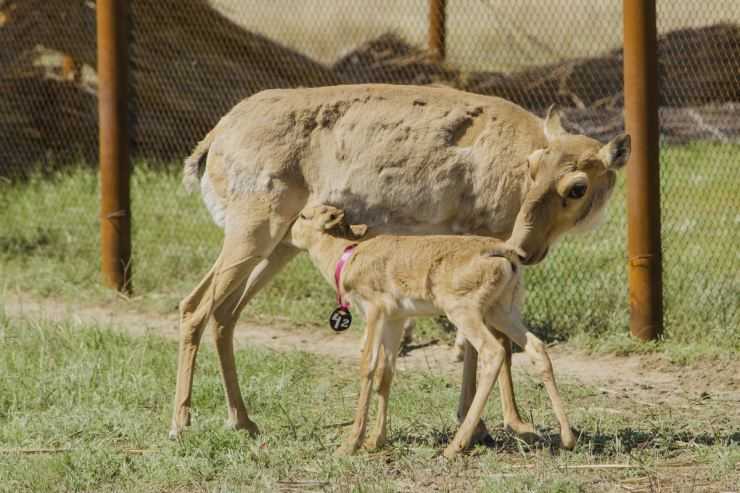 Сайгак: Красная книга, описание, чем питается, ареал