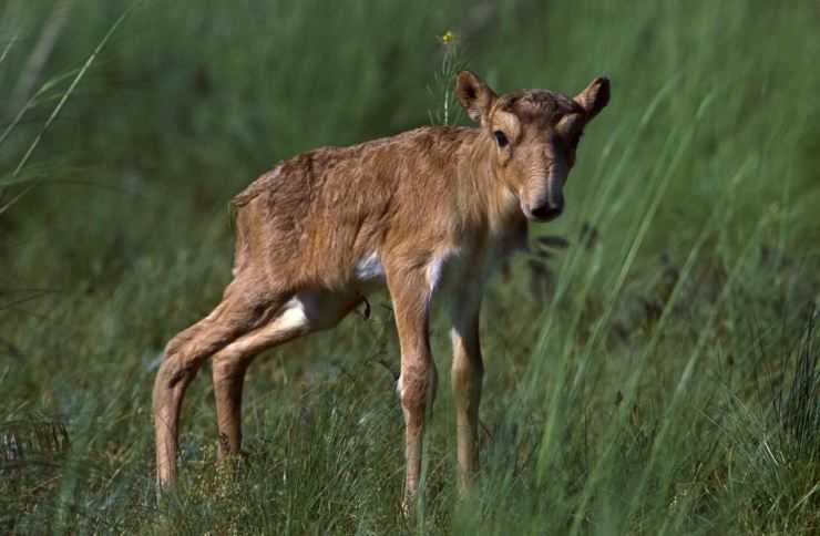 Сайгак: Красная книга, описание, чем питается, ареал