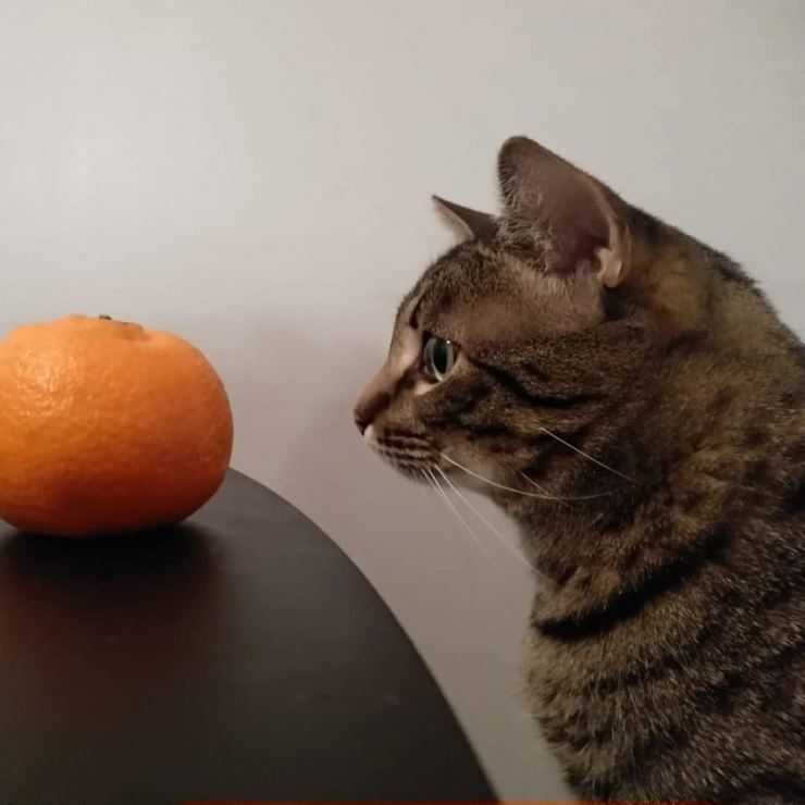 Серенгети: порода кошек с необычной внешностью, описание экстерьера и характера