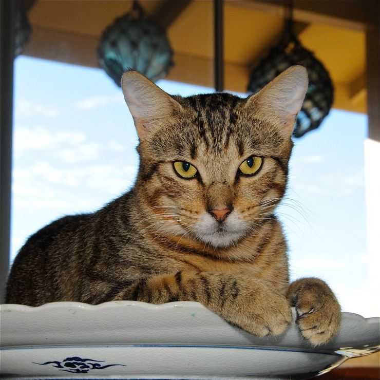 Серенгети: порода кошек с необычной внешностью, описание экстерьера и характера