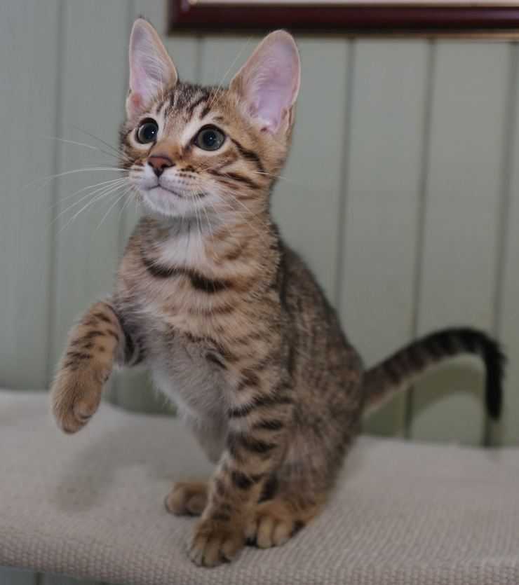 Серенгети: порода кошек с необычной внешностью, описание экстерьера и характера