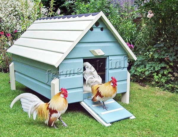 Условия содержания кур Бентамка