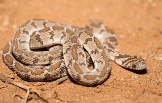 Растительный мир Африки: список редких представителей флоры и фауны, эндемики африканского континента