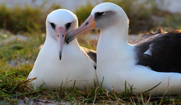 Фото: лонжерон Альбатрос