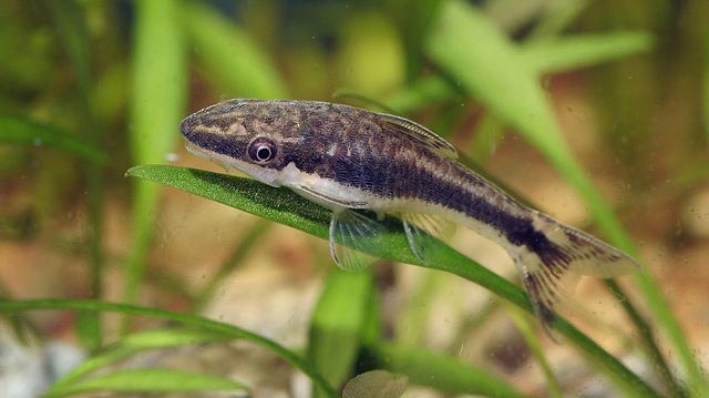 Отоцинклюс Арнольди Сомик Арнольди