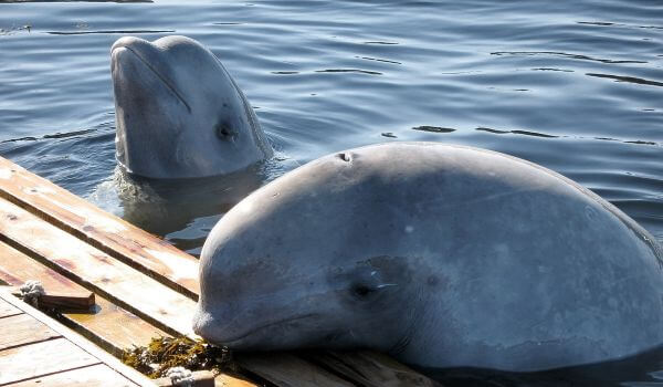 Фото: Животное белуха
